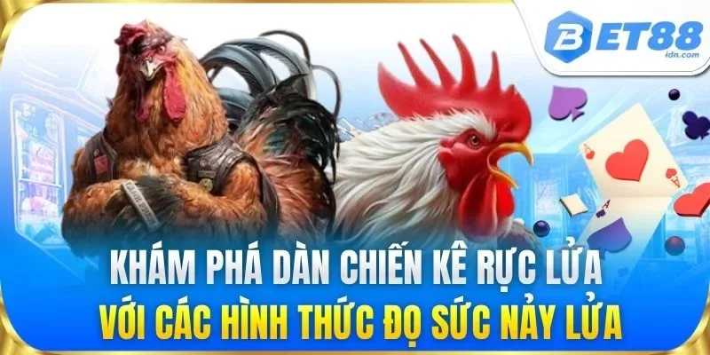 Khám phá dàn chiến kê rực lửa với các hình thức đọ sức nảy lửa