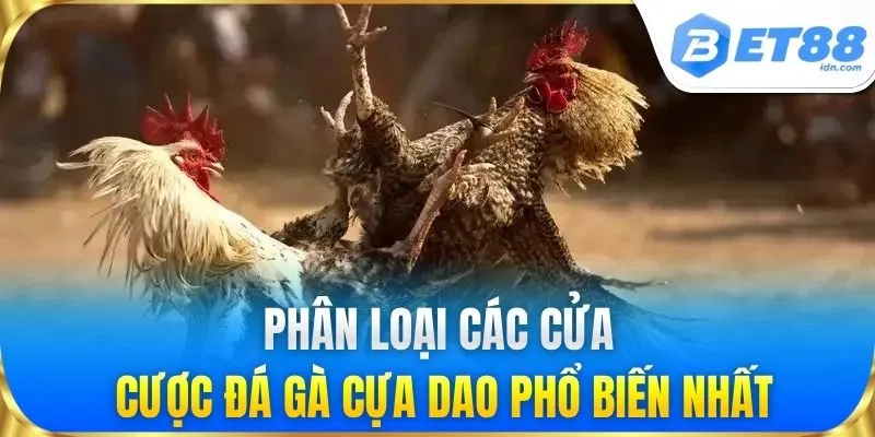 Phân loại các cửa cược Đá Gà Cựa Dao phổ biến nhất